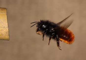 Osmia cornuta Lehm eintragend