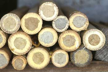 Osmia cornuta Bambusröhrchen mit Nestern