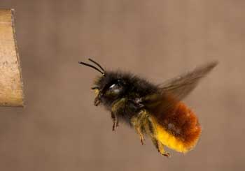 Osmia cornuta Pollen eintragend