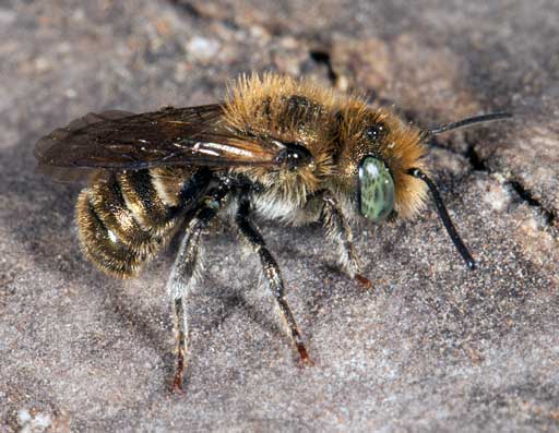 Osmia gallarum Männchen