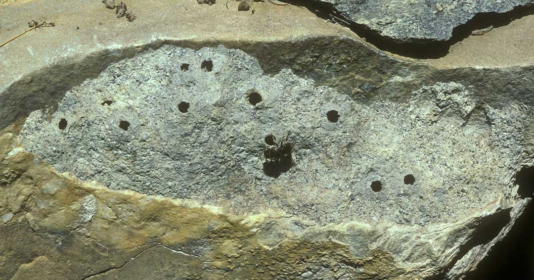 Osmia lepeletieri