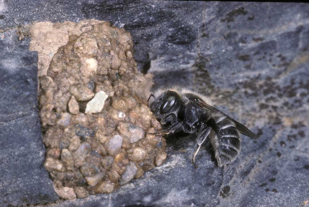Osmia loti Nest