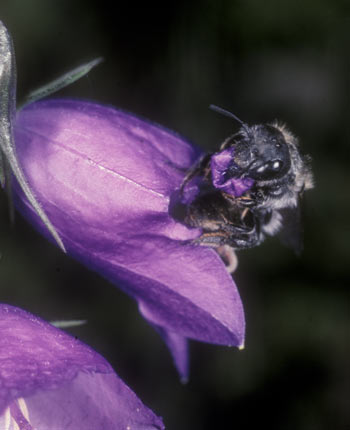 Osmia tergestensis - Gewinnung von Baumaterial
