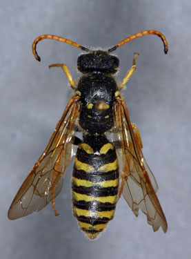 Polochrum repandum