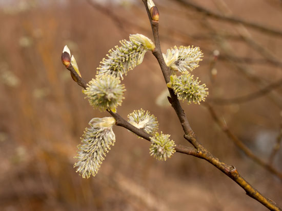 Salix caprea Weibchen