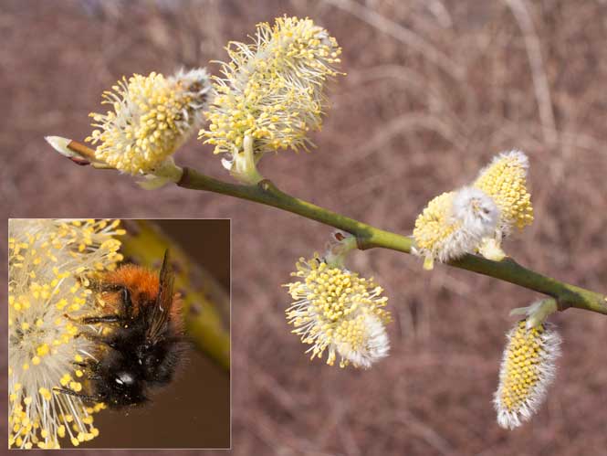 Salix caprea Männchen