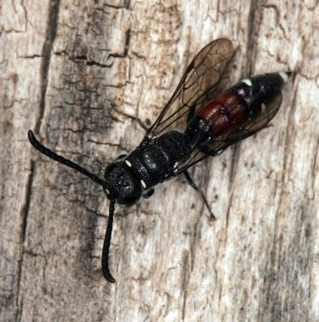 Sapyga quinquepunctata