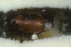 Sapyga quinquepunctata Kokon