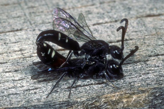 Sapyga quinquepunctata Kopula