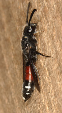 Sapyga quinquepunctata Weibchen