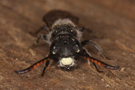 Sapyga quinquepunctata Männchen frontal