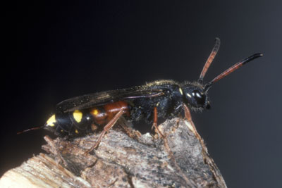 Sapyga similis Weibchen