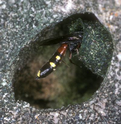 Sapyga similis an Brutzelle von Osmia inermis