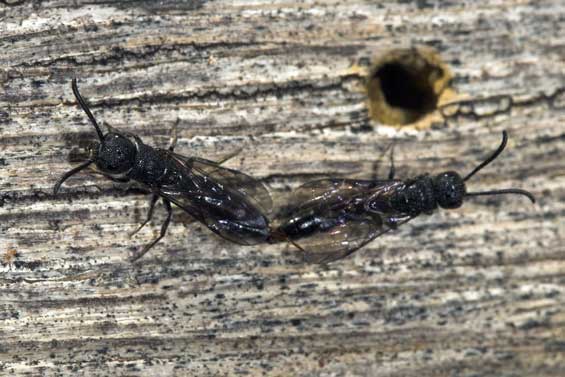 Sapygina decemguttata Kopula
