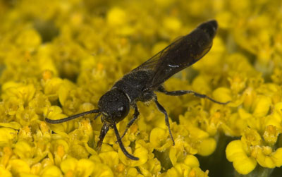 Sapygina decemguttata auf Tanacetum