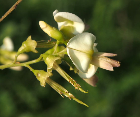 Sophora_japonica