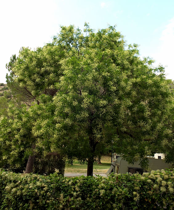Sophora japonica
