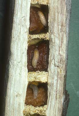 Xylocopa violacea