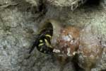 Anthidium strigatum