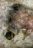strigatum_n08