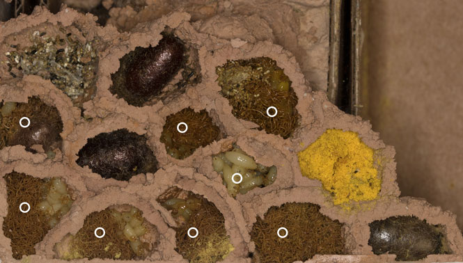 Osmia bicornis Nest
