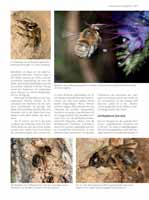 WESTRICH_Seite203_full