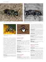WESTRICH_Seite426_full