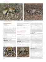 WESTRICH_Seite524_full