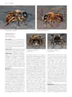 WESTRICH_Seite598_full