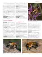 WESTRICH_Seite635_full