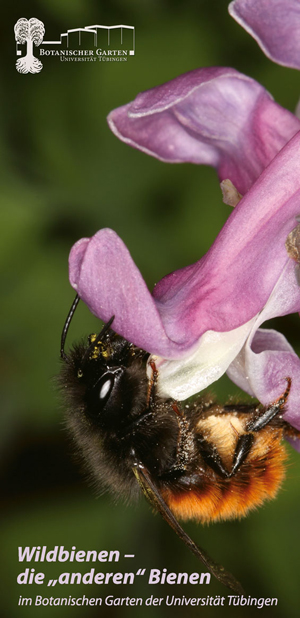 Wildbienensommer_2010