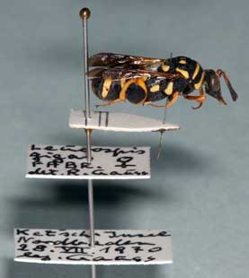Leucospis gigas Gauss