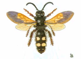 Scolia quadripunctata