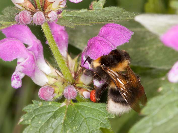 Bombus hortorum pollensammelnd an Lamium maculatum