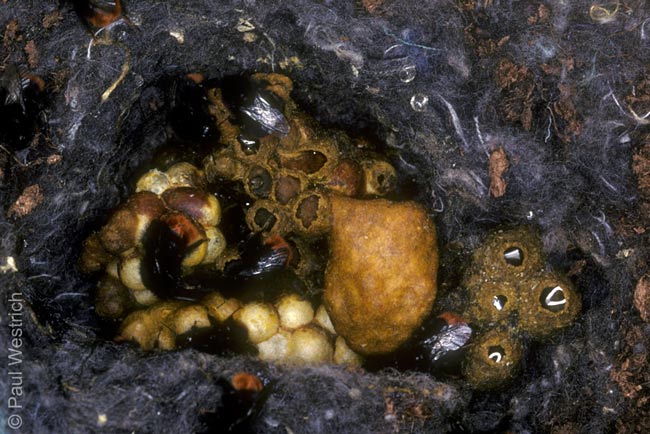 Bombus lapidarius Nest im Mai
