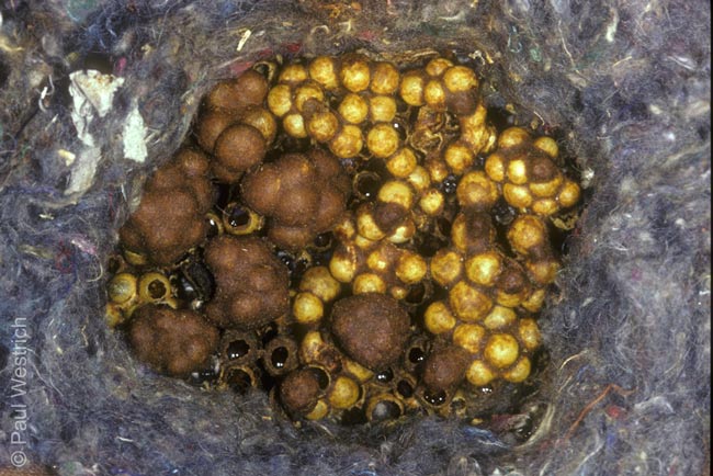 Bombus pascuorum Nest