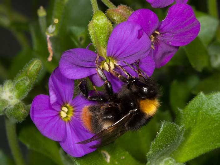 Bombus pratorum an Aubrieta deltoidea