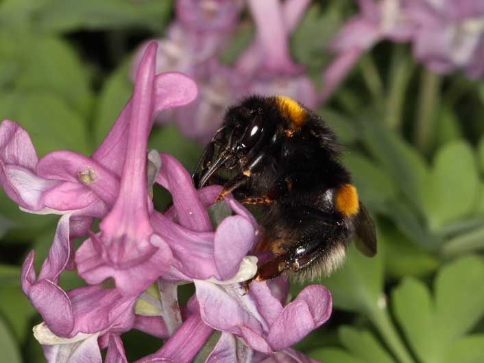 Bombus terrestris beim Nektarraub