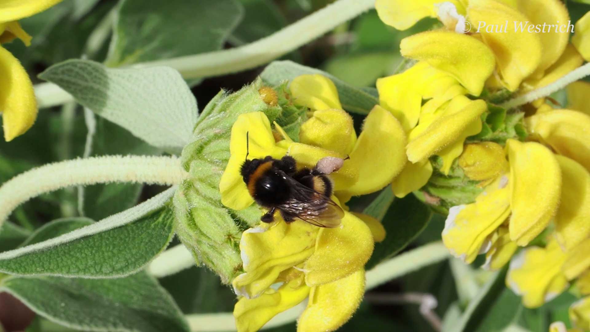 bombus_phlomis(1)