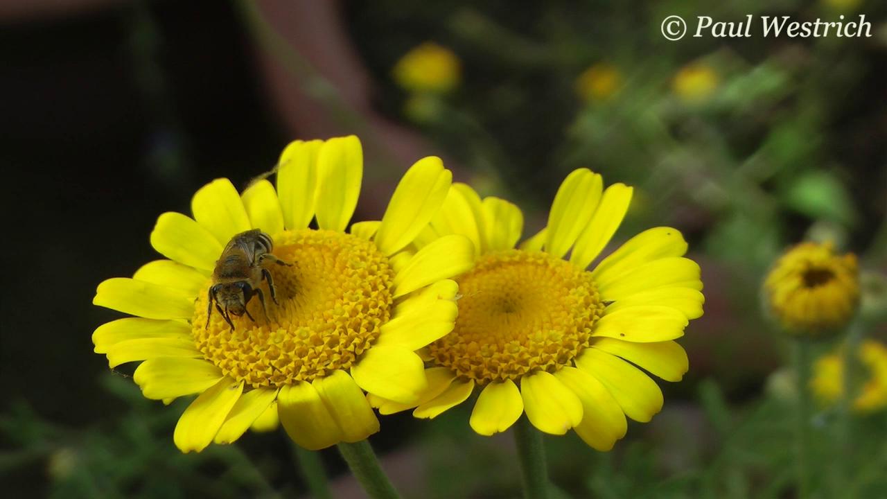 colletes_daviesanus