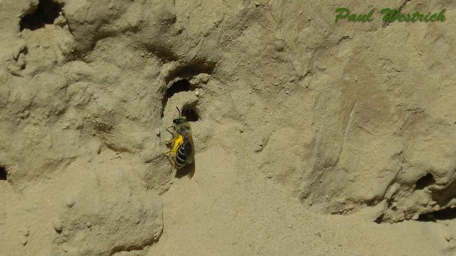 colletes_daviesanus_loess