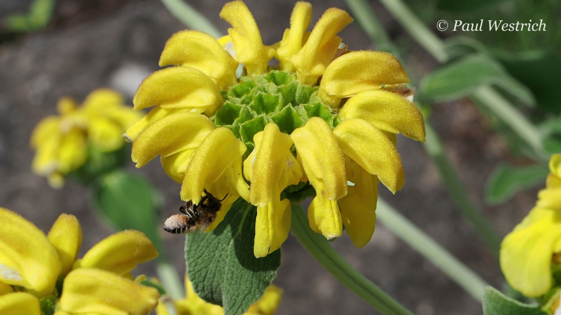 megachile_phlomis