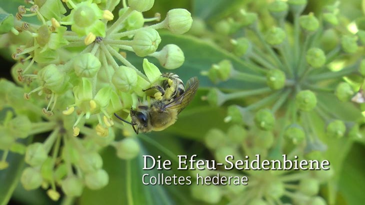 Colletes hederae Verhalten