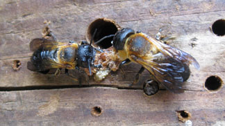Megachile sculpturalis
