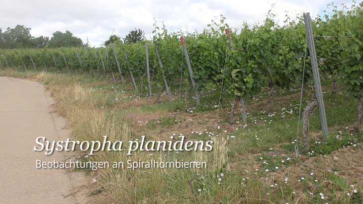 Systropha planidens