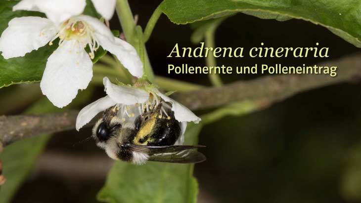 Andrena cineraria