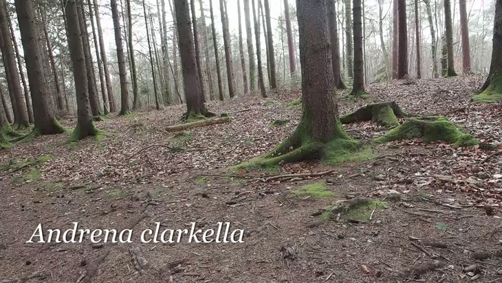 Andrena clarkella