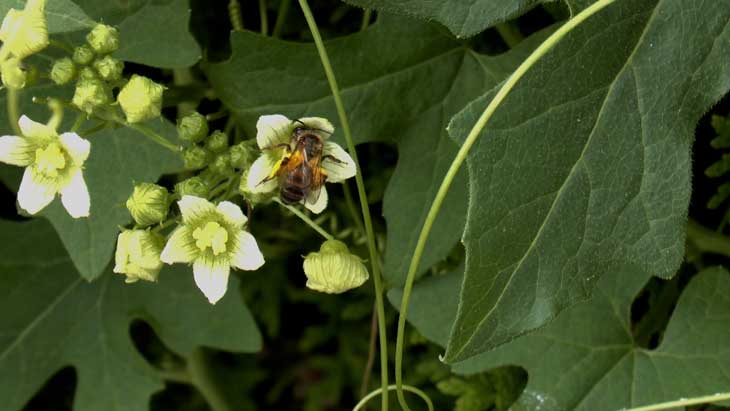 Bryonia dioica,Andrena florea