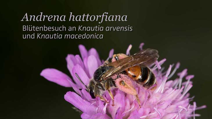 Andrena hattorfiana