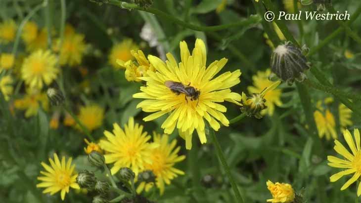 Crepis biennis